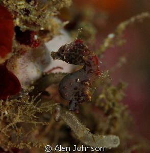 another Severns pigmy seahorse on Lembeh by Alan Johnson 